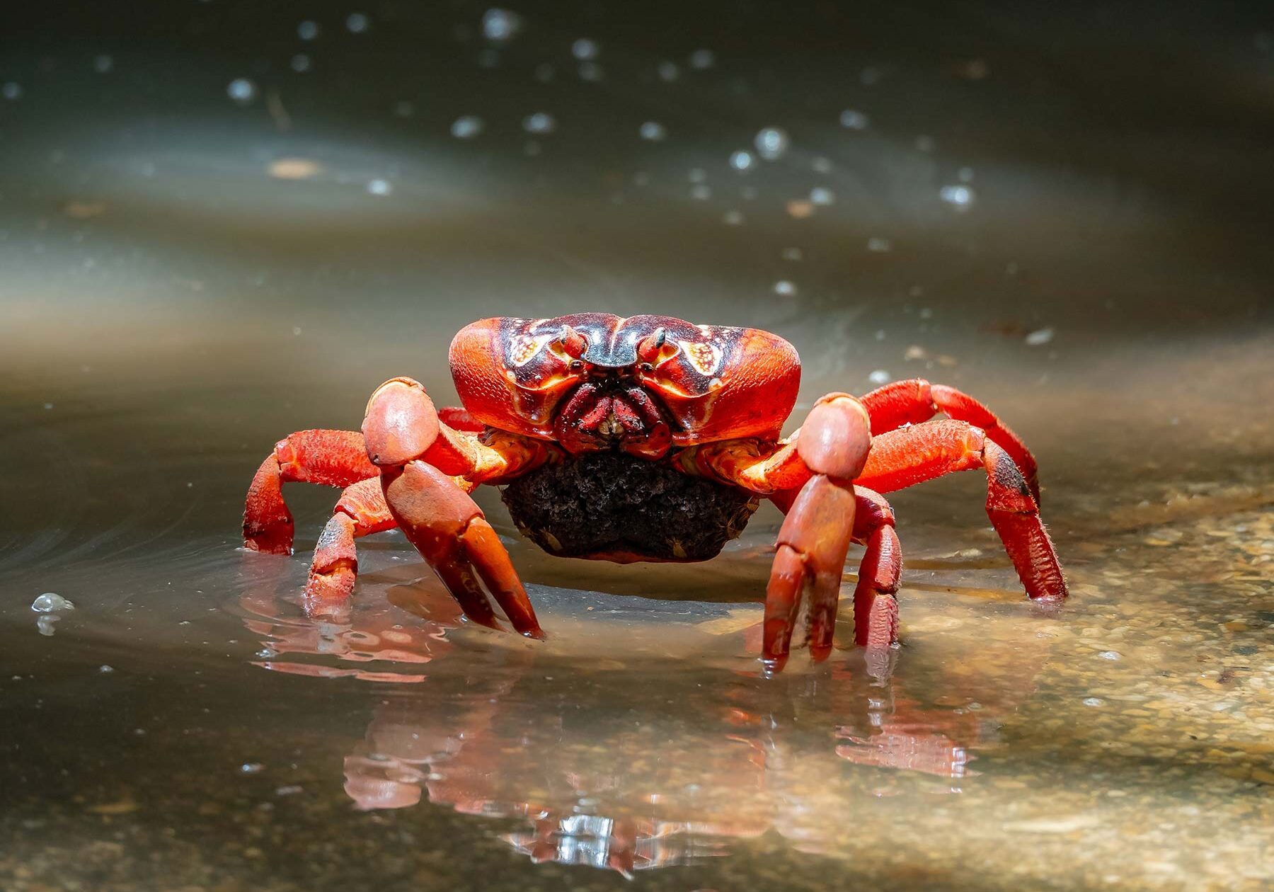 Christmas Island Crab